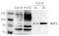 PPR | Pentatricopeptide repeat-containing protein (chloroplastic) (SOT1)